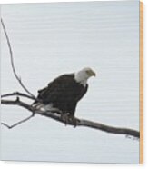 Eagle On The Tree Branch Wood Print