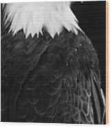 Eagle Portrait Special Wood Print
