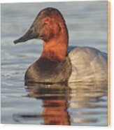 Early Morning Canvasback Wood Print