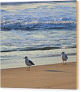 Early Morning Gull Pair Wood Print