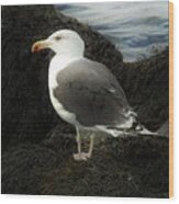 East Coast Herring Seagull Wood Print