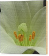 Easter Lily Floral Wood Print