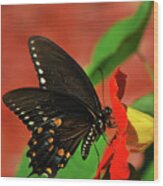 Eastern Black Swallowtail Butterfly Wood Print