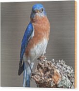 Eastern Bluebird Dsb0300 Wood Print