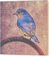 Eastern Bluebird In The Rain Wood Print