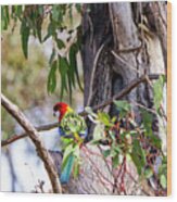 Eastern Rosella - Canberra - Australia Wood Print