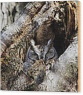 Eastern Screech Owl Gray Morph Wood Print