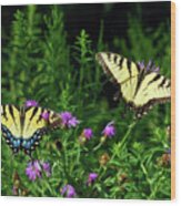 Eastern Tiger Swallowtail Butterfly - Female And Male Wood Print