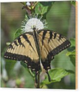 Eastern Tiger Swallowtail Din0254 Wood Print