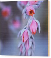 Echeveria In Bloom Wood Print