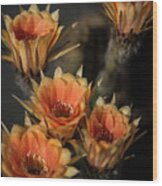Echinopsis Wood Print