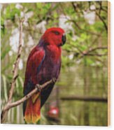 Eclectus Parrot Wood Print