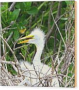 Egret Chick In The Nest Wood Print