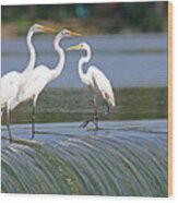 Egrets At The Dam 3047 Wood Print