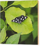 Eight Spotted Forester Moth Wood Print