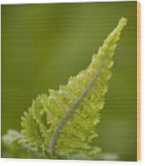 Elegant Fern. Wood Print