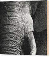 Elephant Close-up Portrait Wood Print