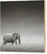 Elephant With Zebra Wood Print