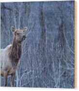 Elk At Dusk Wood Print
