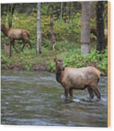 Elks By The Stream Wood Print