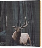 Elk Cervus Elaphus Bull Resting Wood Print