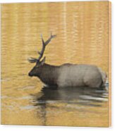 Elk In Golden River Wood Print