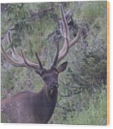 Bull Elk Rmnp Co #1 Wood Print