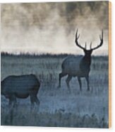 Elk In The Mist Wood Print