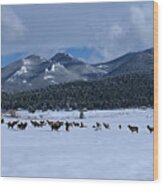 Elk On A Snow Covered Moraine Wood Print