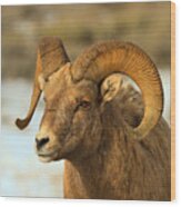 Elk Refuge Bighorn Ram Wood Print