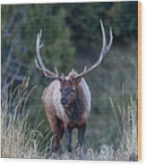 Elk Walking Wood Print