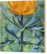 Encyclopedia Of Spring Image 9 Wood Print