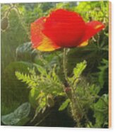 Red Poppy At Sunset Wood Print