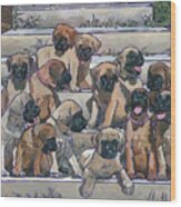 English Mastiff Puppies Wood Print