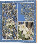 #enlight #spring #bloomingtree Wood Print