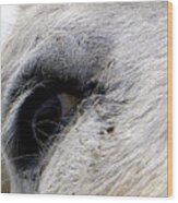 Equine Eye Wood Print