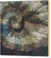 Escargot Begonia Wood Print