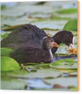 Eurasian Or Common Coot, Fulicula Atra, Duck And Duckling Wood Print