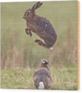 European Hares Boxing Wood Print