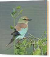 European Roller Wood Print