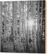 Evening In An Aspen Woods Bw Wood Print