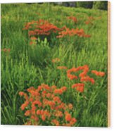 Evening Light On Butterfly Weed Of Glacial Park Wood Print