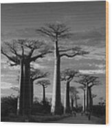 Evening Under The Baobabs Of Madagascar Bw Wood Print
