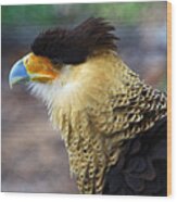 Excited Caracara Wood Print