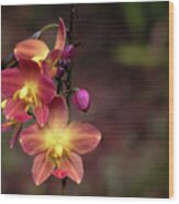 Exotic Orchid 2 Wood Print