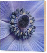 Expressive Blue And Purple Floral Macro Photo 706 Wood Print