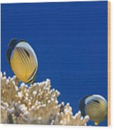 Exquisite Butterflyfish And Corals 3 Wood Print