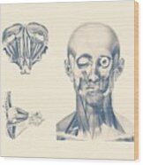 Eye Diagram - Multiview - Vintage Anatomy Poster Wood Print