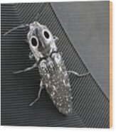 Eyed Click Beetle Wood Print