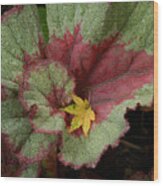 Fall Begonia Wood Print